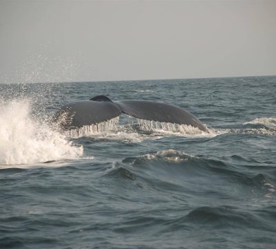 Hump Back Whale
