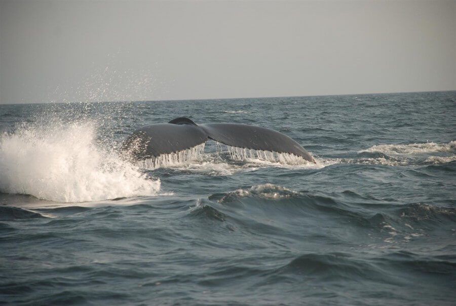 Hump Back Whale