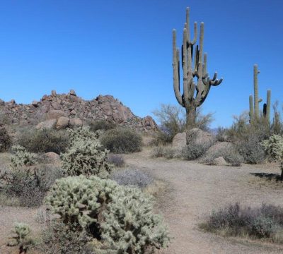 Desert beauty