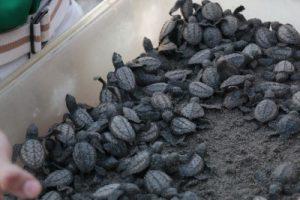 olive-sea-turtles
