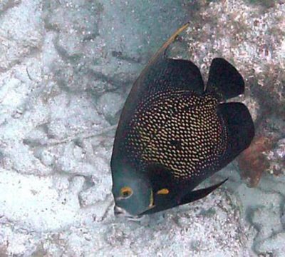 black angel fish on snorkel trip