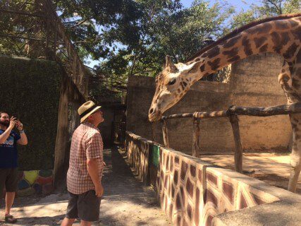 giraffe puerto vallarta zoo