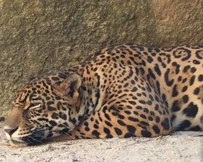 leopard puerto vallarta