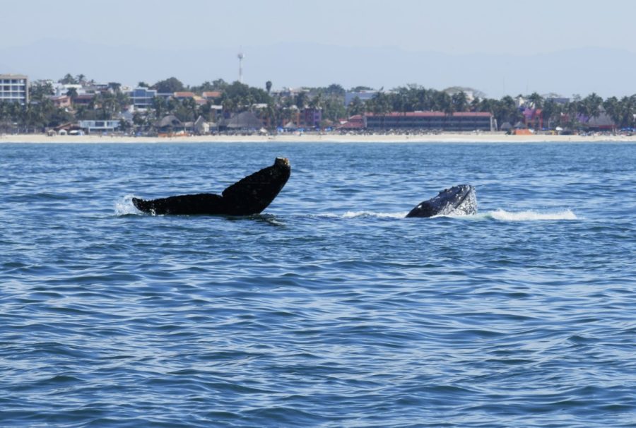 whales playing
