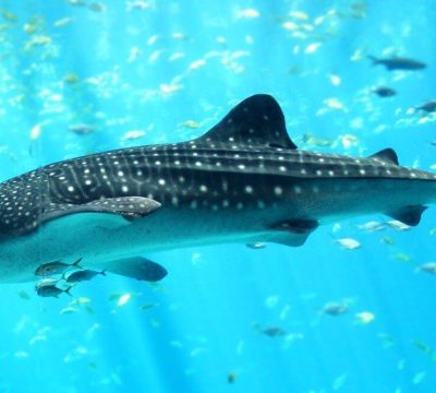 whale shark